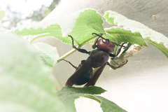 Polistes gigas