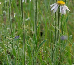 Aster alpinus vierhapperi