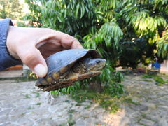 Kinosternon leucostomum