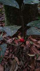 Ficus montana