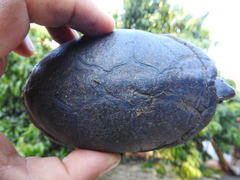 Kinosternon leucostomum