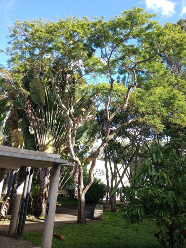 Diphysa americana - Whole tree