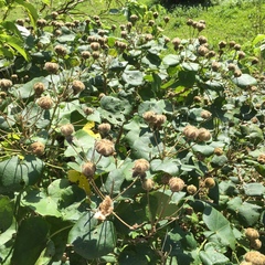 Hibiscus makinoi