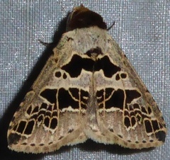 Anoba pectinata