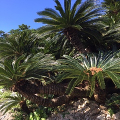 Cycas revoluta