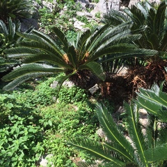 Cycas revoluta