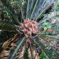 Cycas revoluta