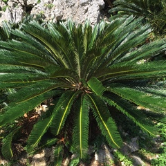 Cycas revoluta