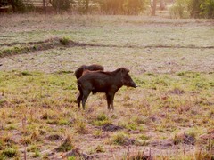 Sus scrofa cristatus