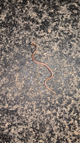 Orange-naped Snake sighting