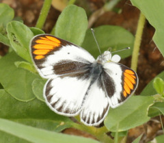 Colotis antevippe