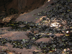 Cacomantis sonneratii