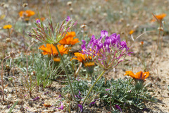 Pelargonium incrassatum