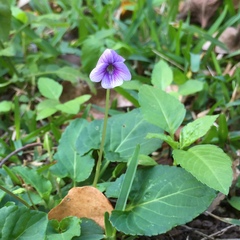 Viola philippica pseudojaponica