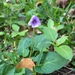 Viola nantouensis - Photo (c) blazina, alguns direitos reservados (CC BY-NC), uploaded by blazina