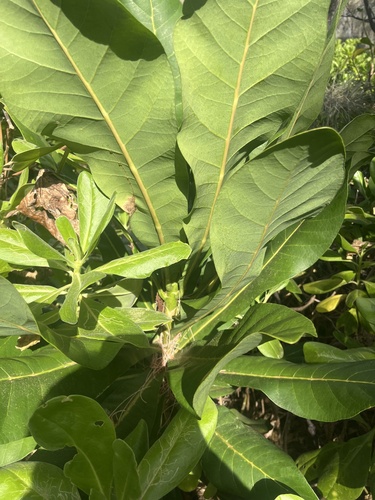 Cleidion vieillardii observed 2025-10-19