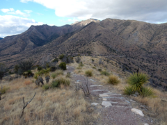 Yucca schottii