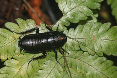 Eurycotis