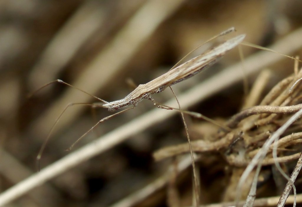 straw stiltbug