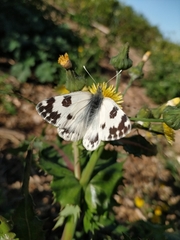 Pontia daplidice