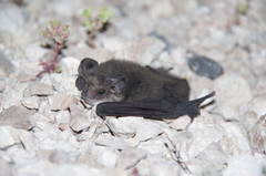 Nyctophilus geoffroyi