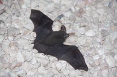 Nyctophilus geoffroyi