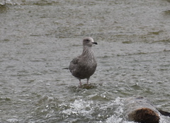 Larus glaucoides thayeri
