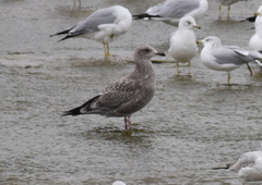 Larus glaucoides thayeri