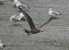 Larus glaucoides thayeri