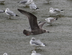 Larus glaucoides thayeri