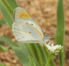 Colotis antevippe