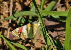 Colotis celimene amina