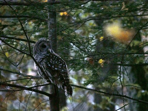 View observation of {o.common_name} on iNaturalist