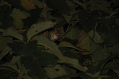 Otus bakkamoena