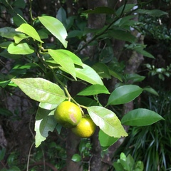 Citrus deliciosa