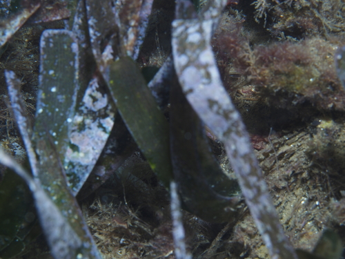 Hydrolithon farinosum observed 2025-10-22