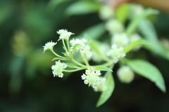 Lippia dulcis