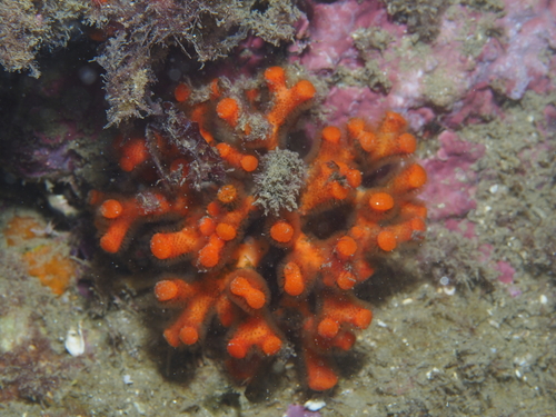 False Coral, Blaumar, photo 8 of 10