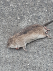 Rattus norvegicus