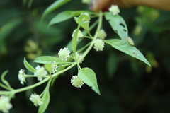 Lippia dulcis