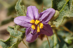 Solanum humile