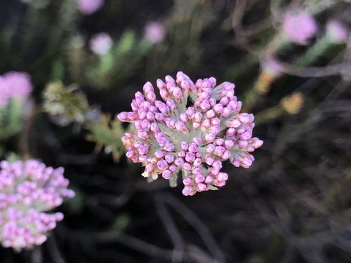 Upright Blombush (Metalasia fastigiata)