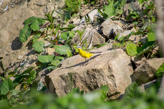 Motacilla flava beema