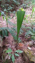 Molineria capitulata