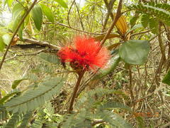 Calliandra dysantha