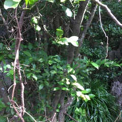 Citrus deliciosa