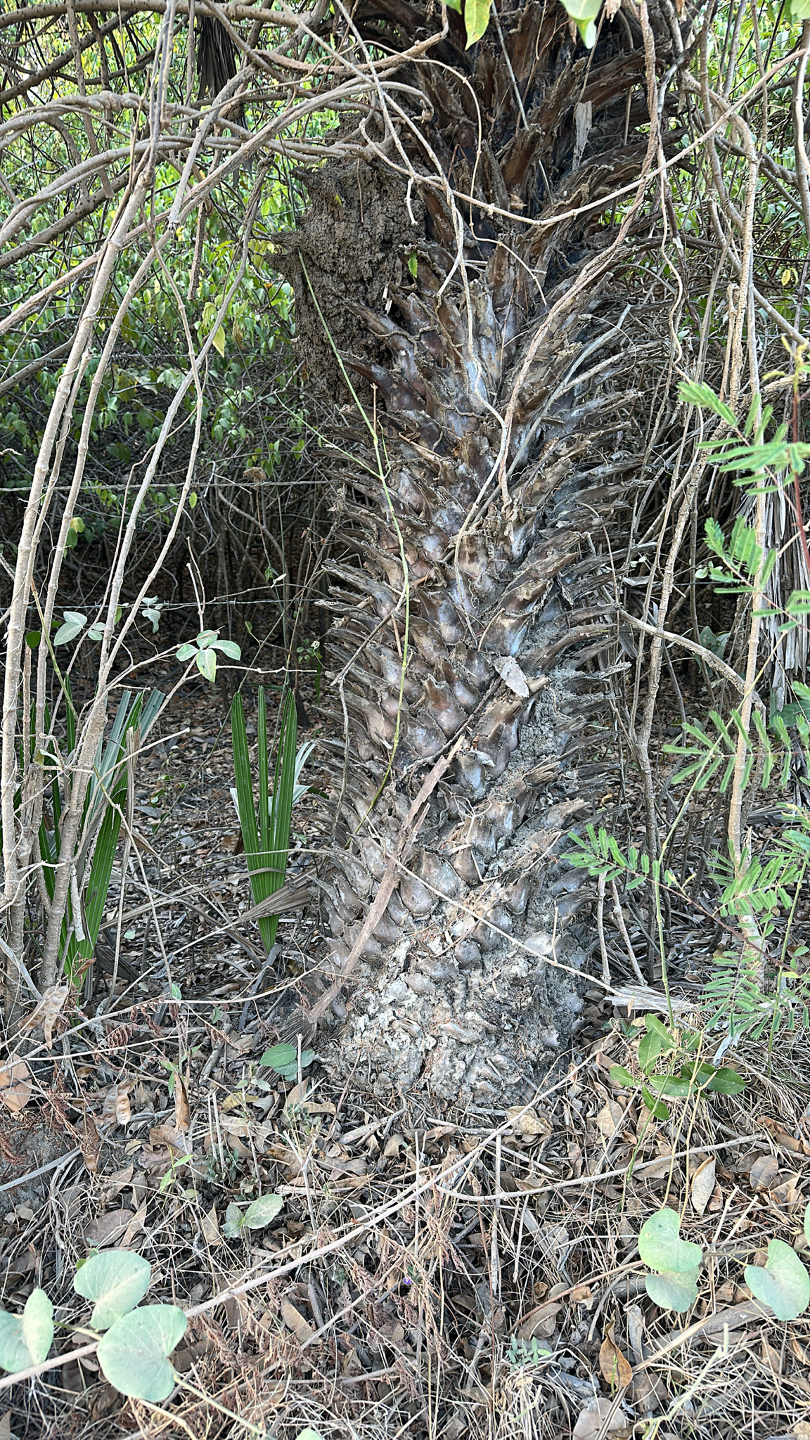 Copernicia prunifera