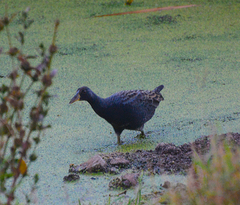 Gallicrex cinerea
