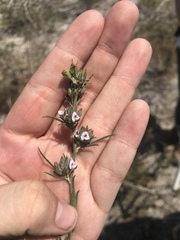 Psoralea uncinata