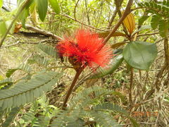 Calliandra dysantha